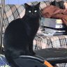 tinkingbell's profile picture