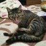 tubame chan profil fotoğrafı