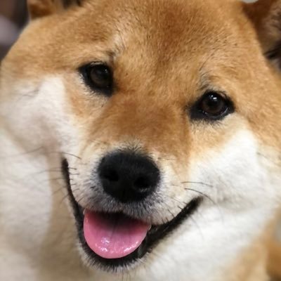 『あさむらさん🐕』's profile picture