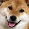 『あさむらさん🐕』 的头像