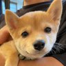 豆柴えだまめくん profil fotoğrafı
