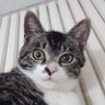 きゅむぉ profil fotoğrafı