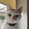 Tomek profil fotoğrafı