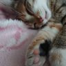 テンペランスブレナン 的头像