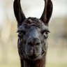 Фото профиля Llama