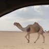 مزاين الفخر profil fotoğrafı