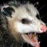 Фото профиля Angry__Opossum