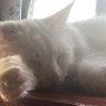 さやぴぴ profil fotoğrafı