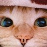 ☆Nene☆ profil fotoğrafı
