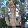 ابو عبدالعزيز 的头像