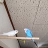 インコ🐤マニア's profile picture