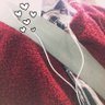 Rosalia 的头像