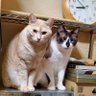 🐱ろんつも太郎🐱猫です🐱 Gジェネエターナル微課金エンジョイ勢エタロエキスパ放置民's profile picture
