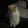 khang Gia's profile picture