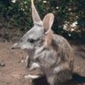Бандикут🐰 的头像