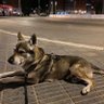 Bruno Encabo's profile picture