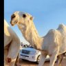 Profilbild von mohammed alsubaie