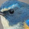 bluechat's profile picture