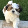 Little Cujo's profile picture