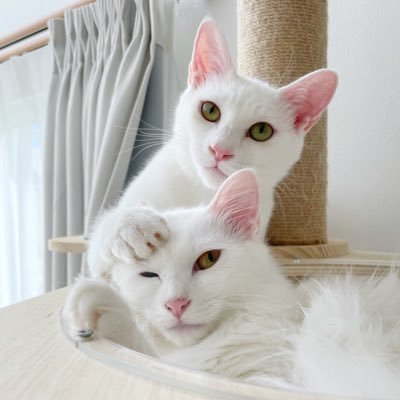 くうねる's profile picture