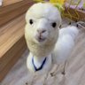 Profilbild von Ray 0421
