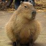 Артем profil fotoğrafı