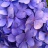 Фото профиля Karen