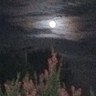 moon dog ☮'s profile picture