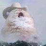 Don gato's profile picture