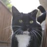 Фото профиля The Angry Cat
