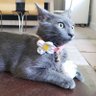 gracie 🇺🇲⚜️ profil fotoğrafı