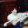 Фото профиля Comfy monster