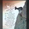 فايز ابن راشد's profile picture