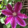 Martini_Wahine2 🌸✝️🎗️ 的头像