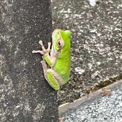 天真爛漫🌻🐸's profile picture