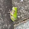 天真爛漫🌻🐸 的头像