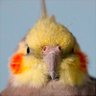 EdDiboi's profile picture