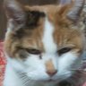 招き猫ミーくん 的头像