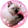 Фото профиля リボン🐈️🎀