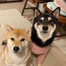 黒柴まぁさん+赤柴ちよちゃん's profile picture