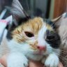 8nyan’s-2hime‐n&m's profile picture