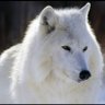 White Wolf's profile picture