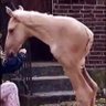 Фото профиля Horse