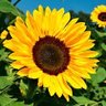 Фото профиля Girasol Independiente 🇨🇱