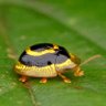 beetles bloodletter's profile picture
