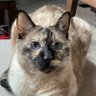 PurrhapsMeow 的头像