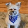 your moms favorite yorkie profil fotoğrafı