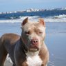 DR.EVIL's profile picture