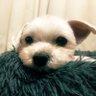 Profilbild von ハルくん