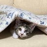 けいちゃ 的头像